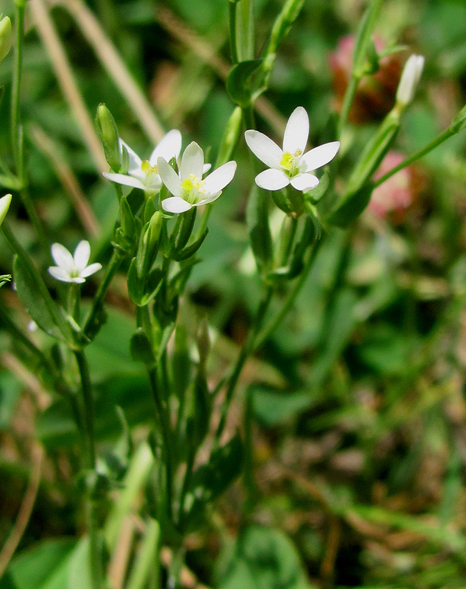 Изображение особи Centaurium meyeri.