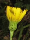 genus Hieracium. Соцветие. Крым, окр. Феодосии, гора Эчкидаг, поляна в дубовом лесу. 26 июля 2014 г.