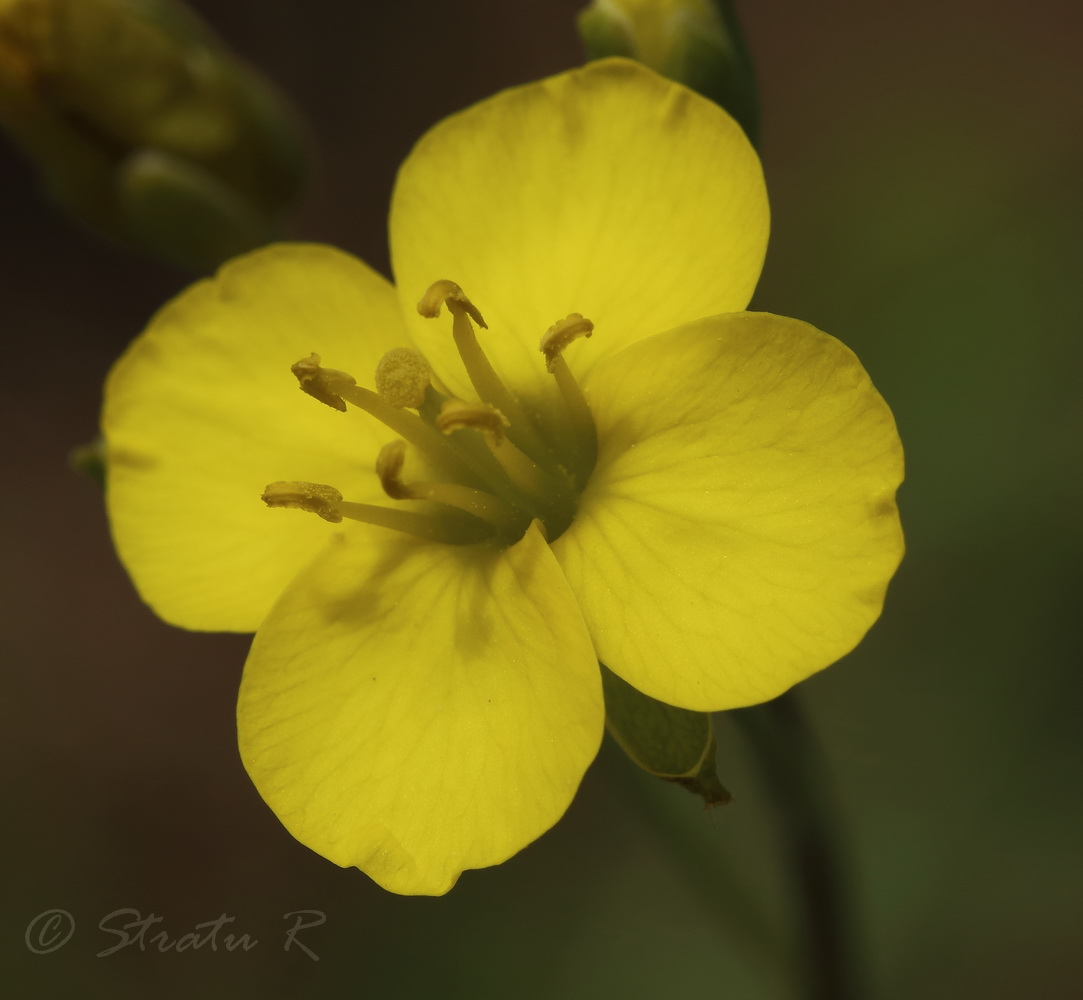 Изображение особи Diplotaxis tenuifolia.