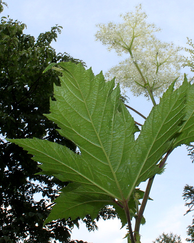 Image of Filipendula camtschatica specimen.