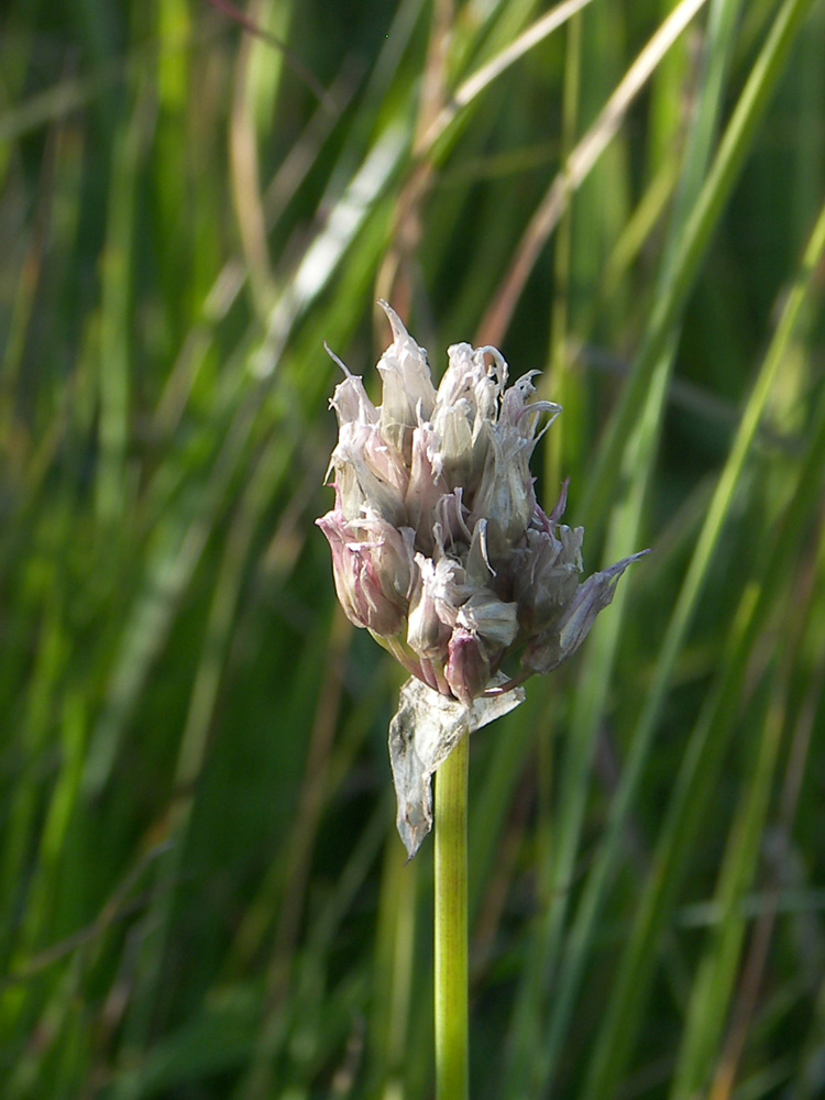 Image of Allium schoenoprasum specimen.