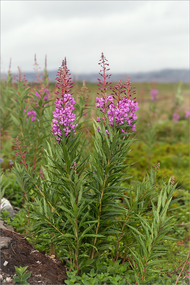 Image of Chamaenerion angustifolium specimen.