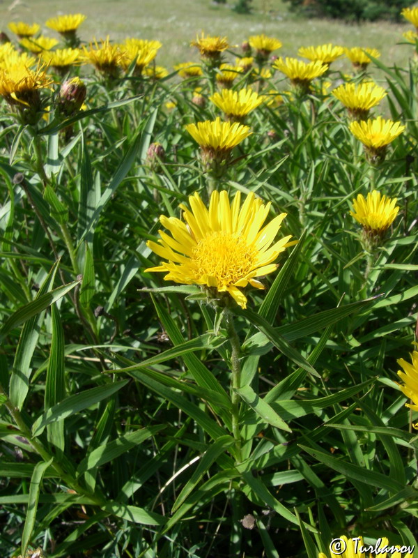 Изображение особи Inula ensifolia.