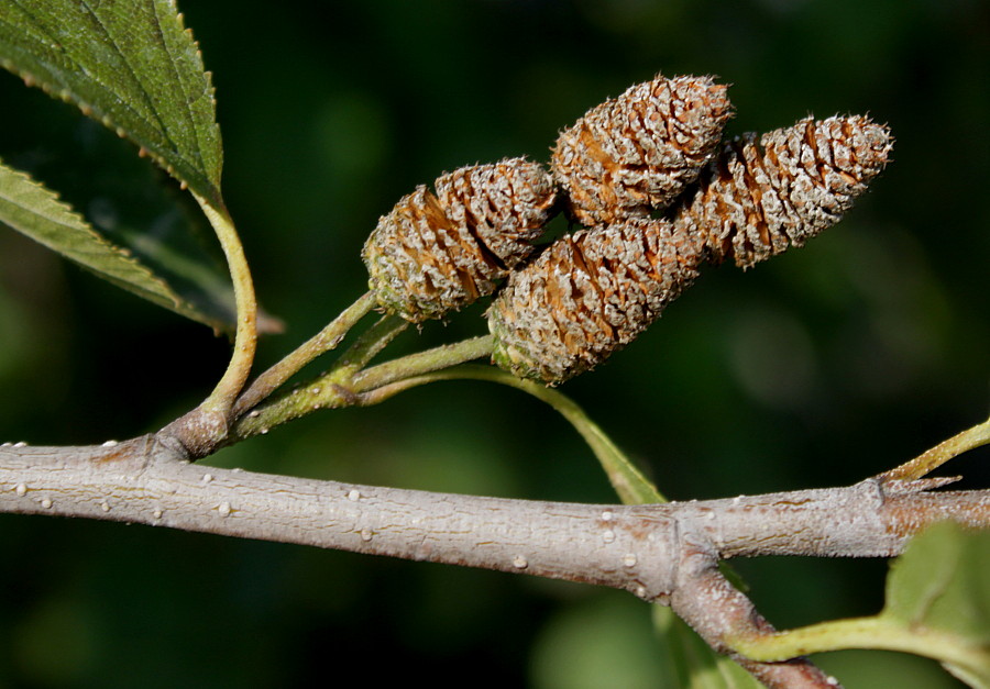 Изображение особи Duschekia alnobetula.