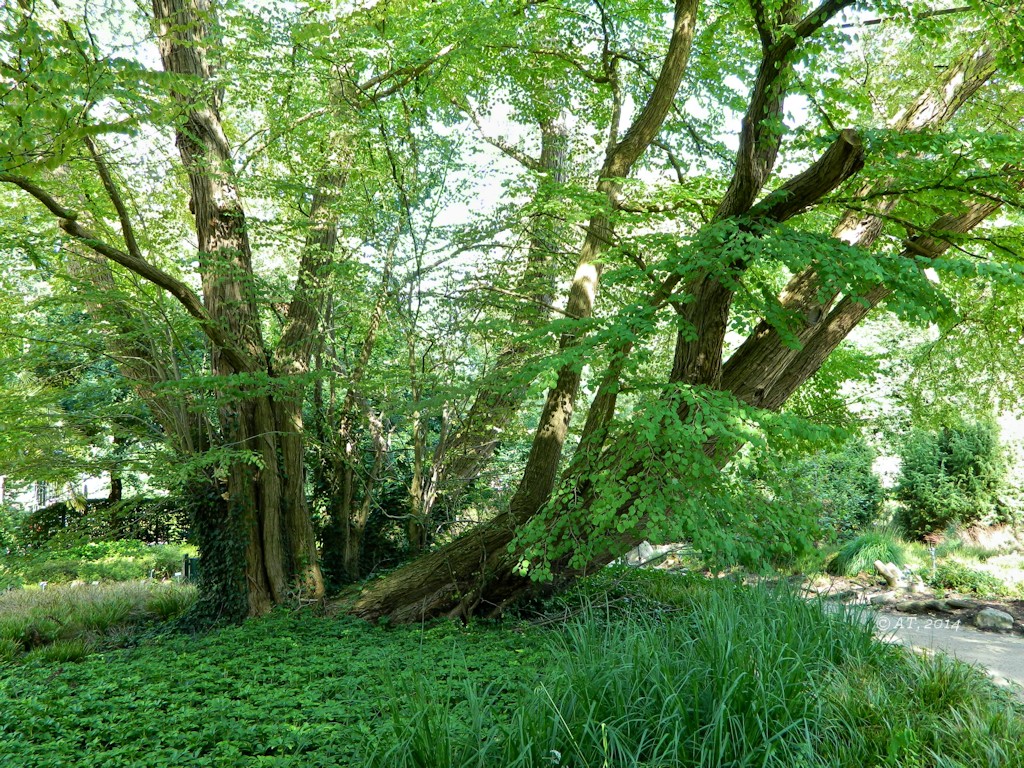 Image of Cercidiphyllum magnificum specimen.
