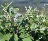 Arctium tomentosum