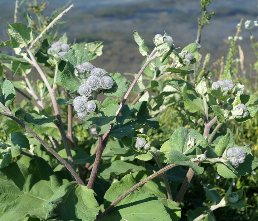 Изображение особи Arctium tomentosum.