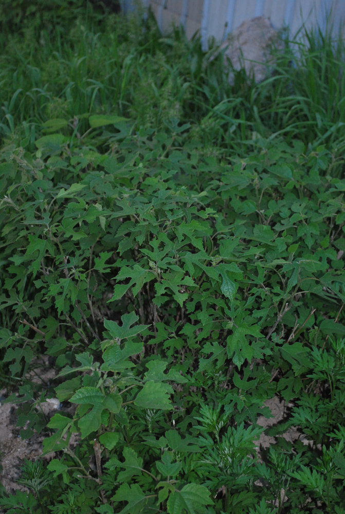 Изображение особи Broussonetia papyrifera.