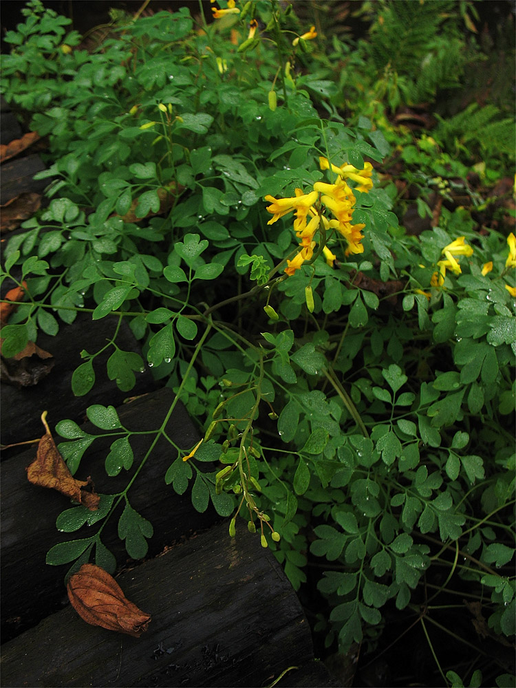 Image of Pseudo-fumaria lutea specimen.