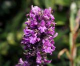 Betonica officinalis. Верхушка соцветия. Московская обл., Раменский р-н, окр. ж.-д. платформы Хрипань, просека под ЛЭП. 22.07.2014.