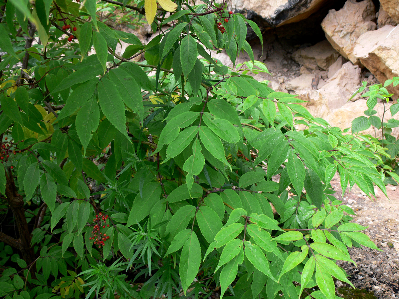 Изображение особи Sambucus sibirica.