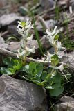 Corydalis ledebouriana. Цветущие растения. Южный Казахстан, горы Алатау, Западное ущелье, ~1000 м н.у.м. 11.04.2014.