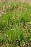 Carex tomentosa