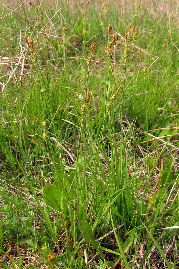 Image of Carex tomentosa specimen.