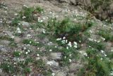 Anemonastrum sibiricum. Цветущие растения среди кедрового стланика на горном склоне. Бурятия, южная часть Баргузинского хребта, перевал Снежный (выс. около 1500 м н.у.м.). 15.07.2009.