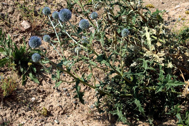 Изображение особи Echinops karatavicus.