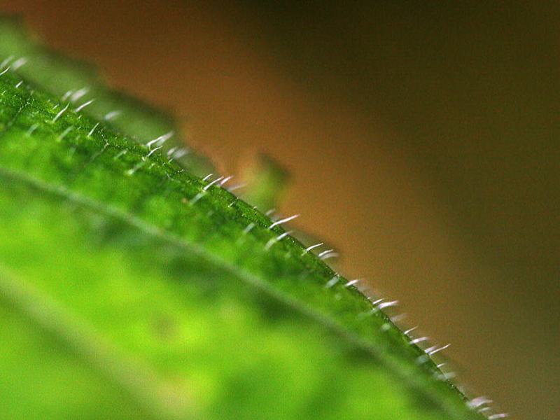 Image of Urtica platyphylla specimen.