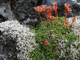 Diapensia obovata