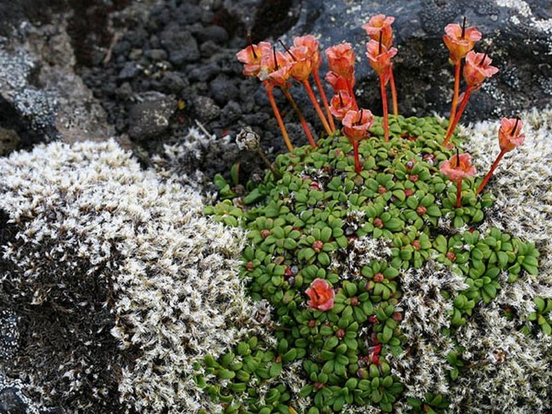 Image of Diapensia obovata specimen.