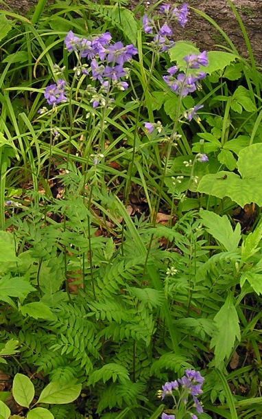 Image of Polemonium laxiflorum specimen.