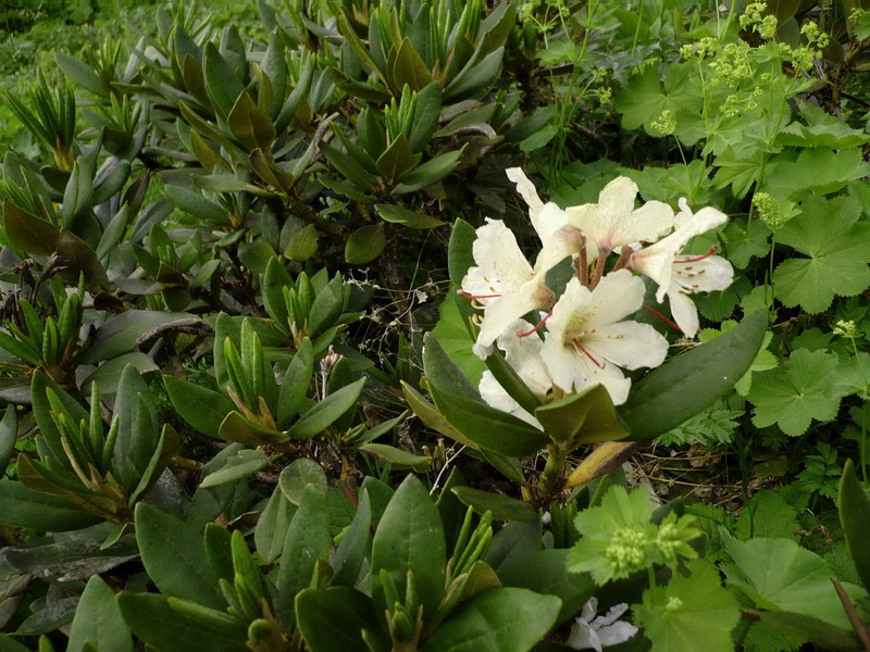 Изображение особи Rhododendron caucasicum.