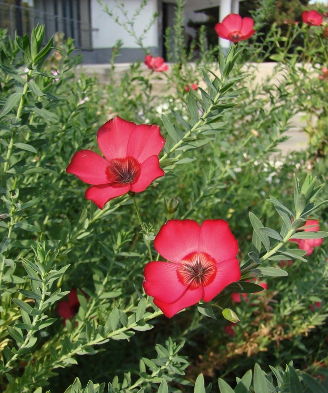 Image of Linum grandiflorum specimen.