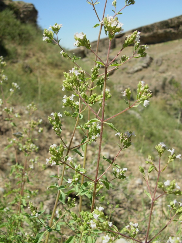 Изображение особи Origanum tyttanthum.