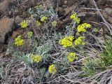 Odontarrhena obovata