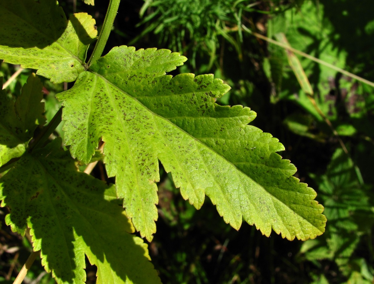 Изображение особи Pastinaca sylvestris.