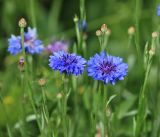 Centaurea cyanus. Соцветия (садовая форма). Московская обл., Раменский р-н, окр. дер. Хрипань, садовый участок. 20.07.2015.