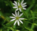 Stellaria graminea