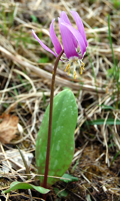 Image of Erythronium sibiricum specimen.