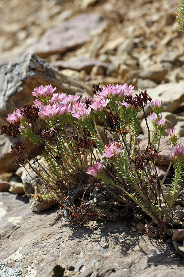 Изображение особи Pseudosedum karatavicum.