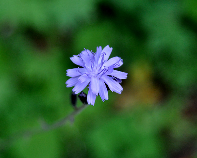 Image of Cicerbita azurea specimen.