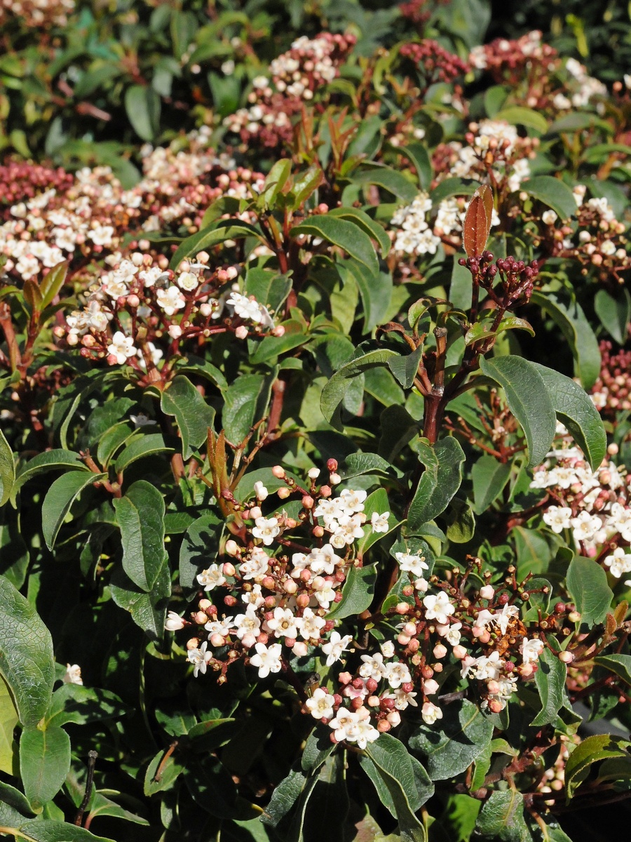 Изображение особи Viburnum tinus.