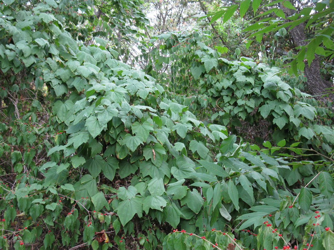 Image of Dioscorea nipponica specimen.