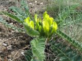 Astragalus macronyx