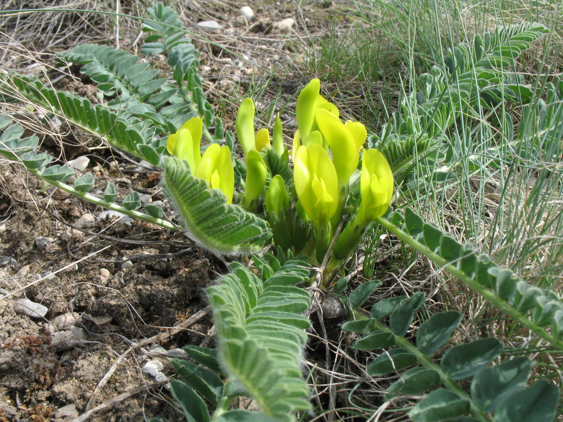 Изображение особи Astragalus macronyx.