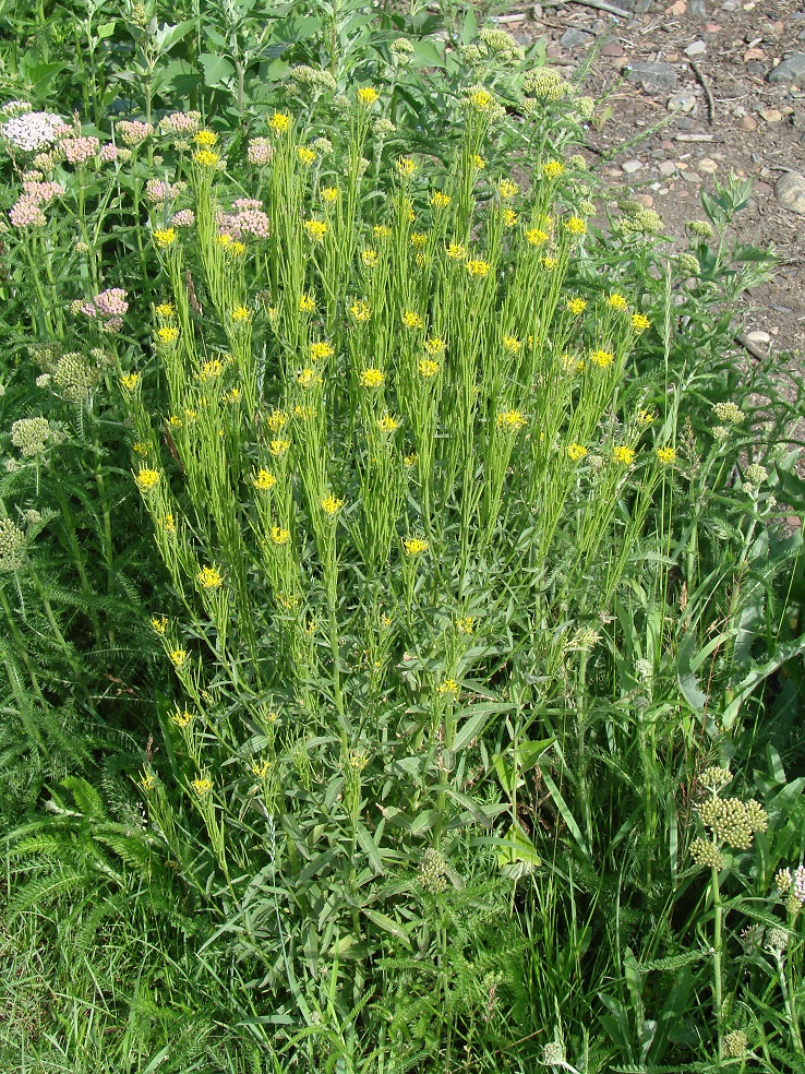 Image of Erysimum hieraciifolium specimen.