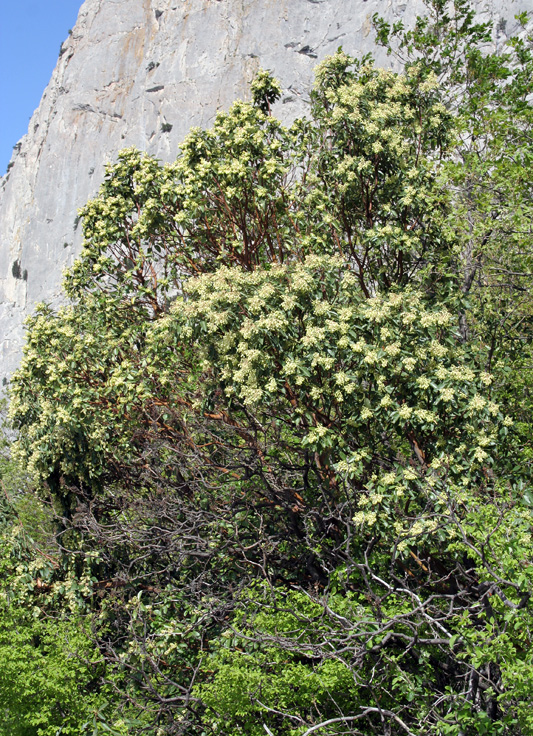 Изображение особи Arbutus andrachne.