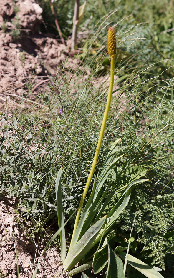 Image of Eremurus fuscus specimen.