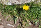 genus Taraxacum. Цветущее растение. Карачаево-Черкесия, гора Мусса-Ачитара, ≈ 2700 м н.у.м., каменистый склон. 31.07.2014.