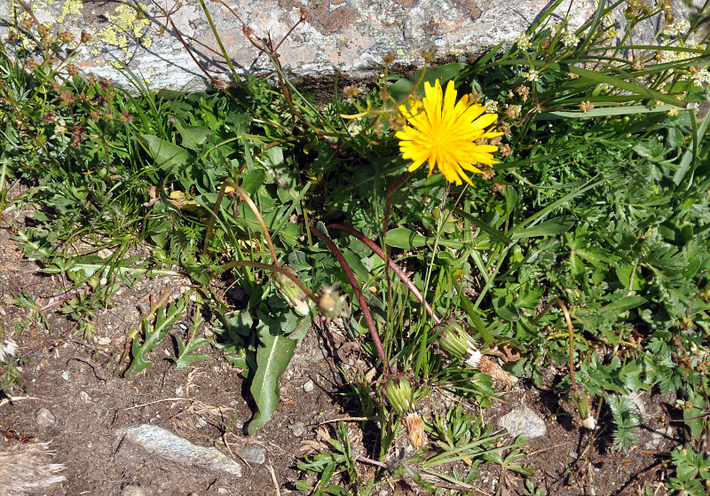 Изображение особи род Taraxacum.