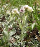 Antennaria caucasica