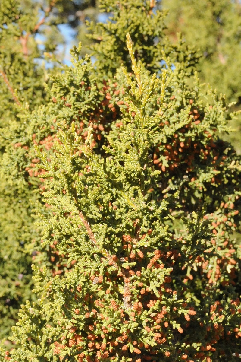 Изображение особи Juniperus osteosperma.