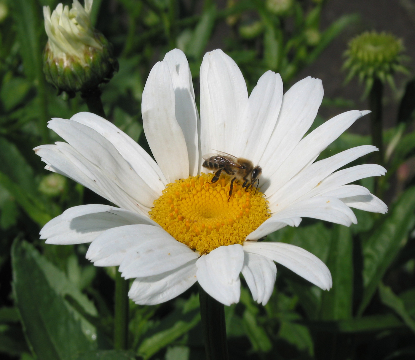 Изображение особи Leucanthemum maximum.