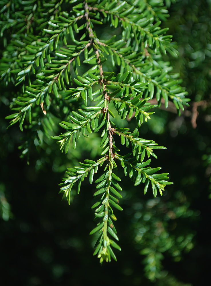 Изображение особи Tsuga canadensis.