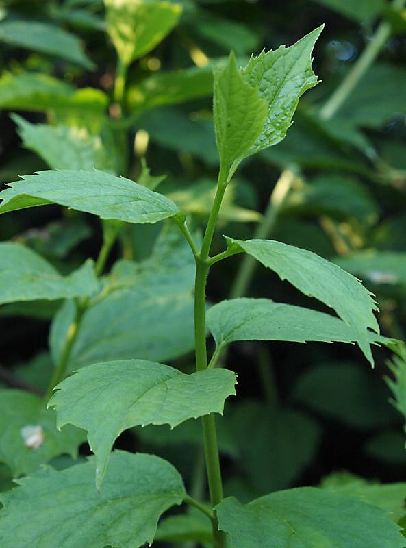 Image of Philadelphus coronarius specimen.