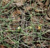 Asparagus breslerianus