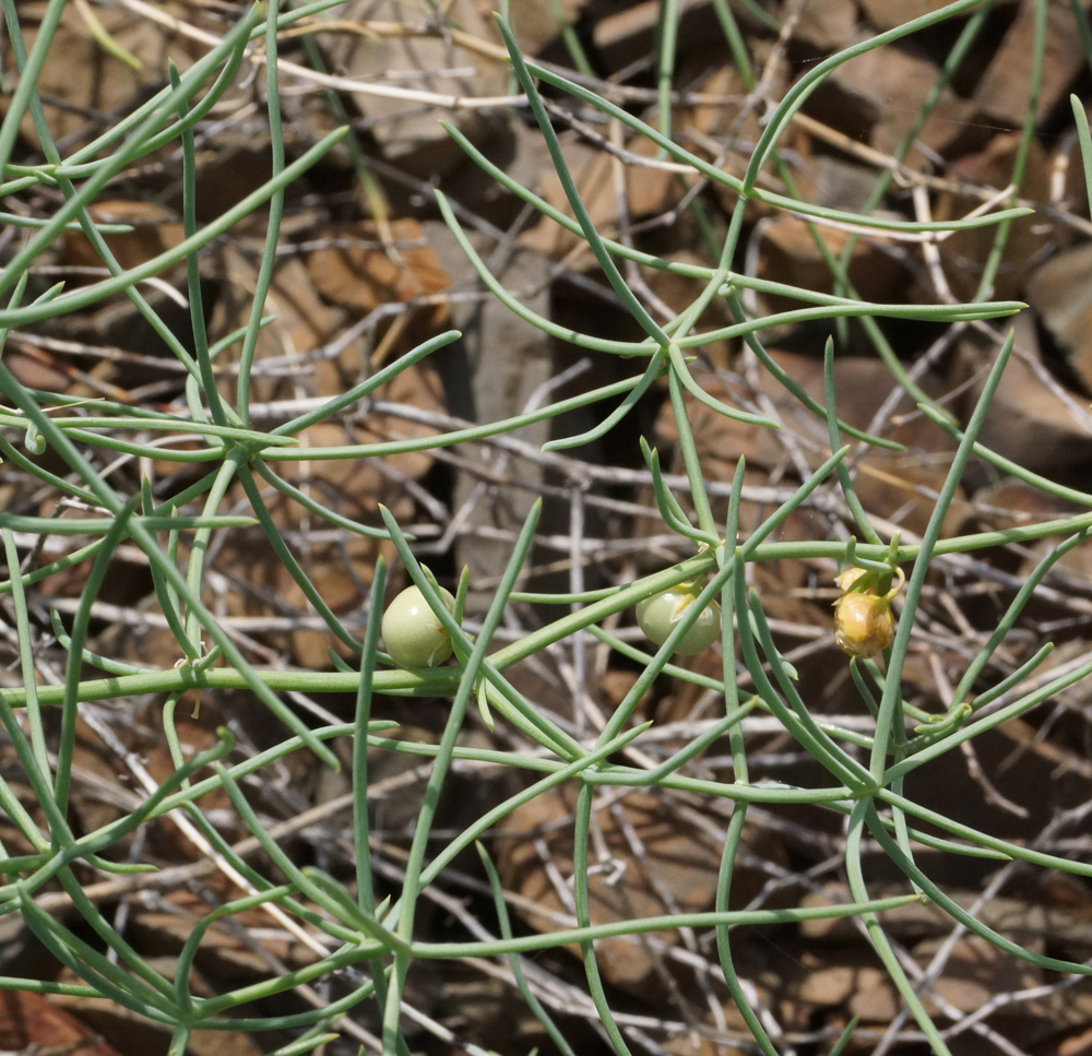 Изображение особи Asparagus breslerianus.